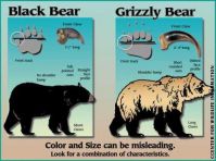 Bear_Identification.jpg Image